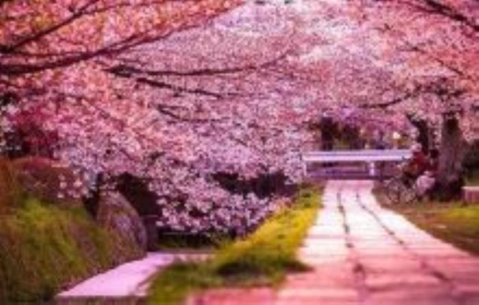 平坝农场樱花园贵州景点