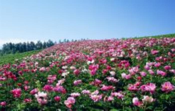 隋唐城遗址植物园河南景点