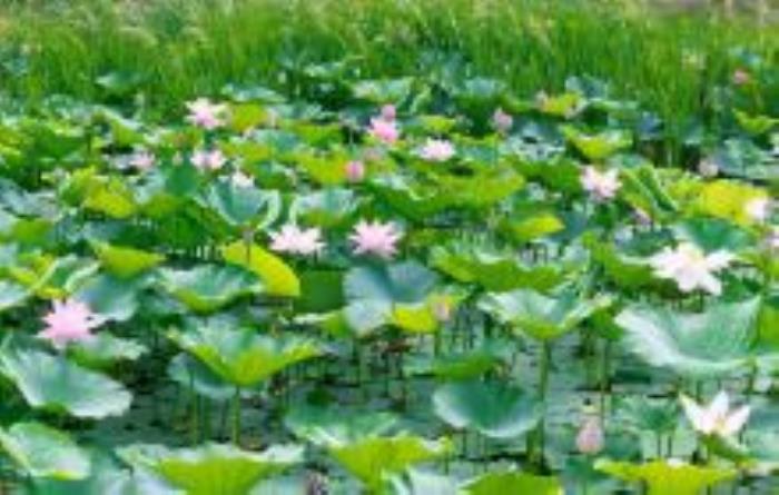 梅河口市长白山植物园吉林景点