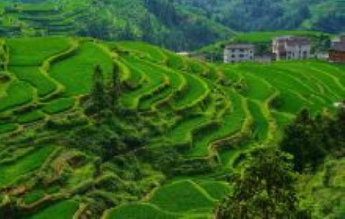 堂安梯田贵州景点