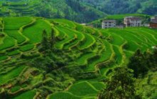 堂安梯田贵州景点