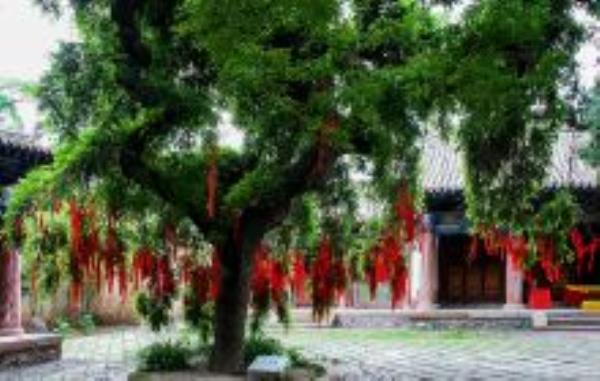南郭寺甘肃景点