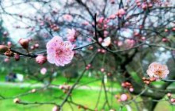 长沙园林生态园湖南景点