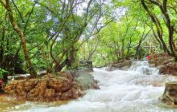 水上森林贵州景点