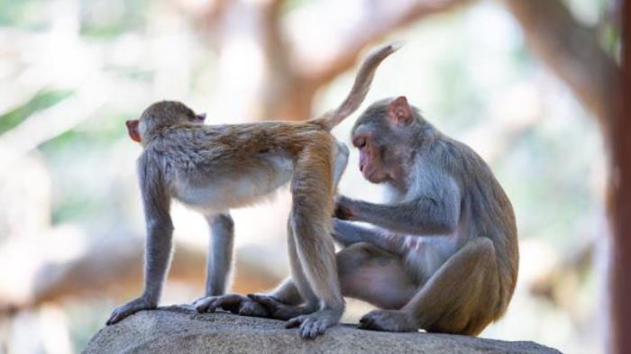 陵水-猴岛公园 陵水-猴岛公园