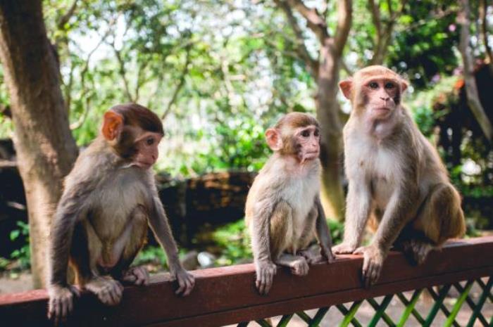 陵水-猴岛公园 陵水-猴岛公园