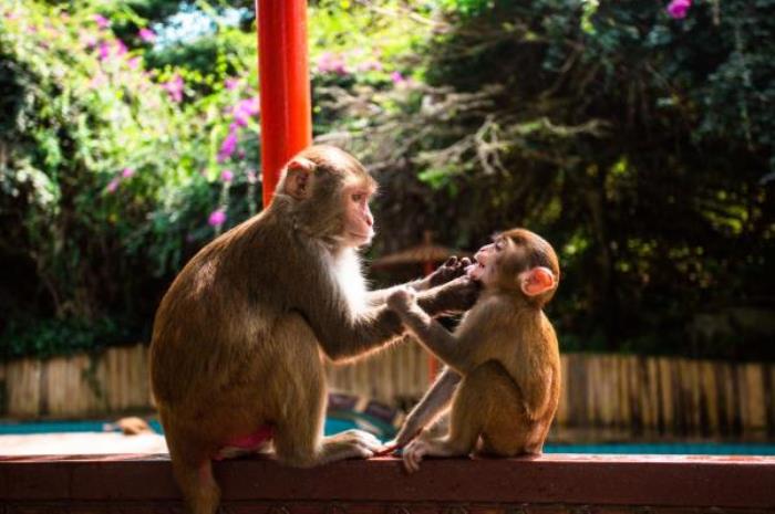 陵水-猴岛公园 陵水-猴岛公园