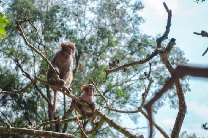 陵水-猴岛公园 陵水-猴岛公园