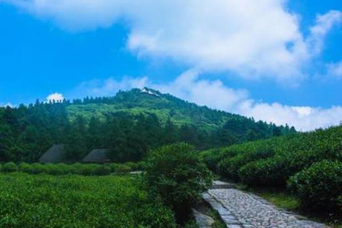 娑罗山森林公园 娑罗山森林公园