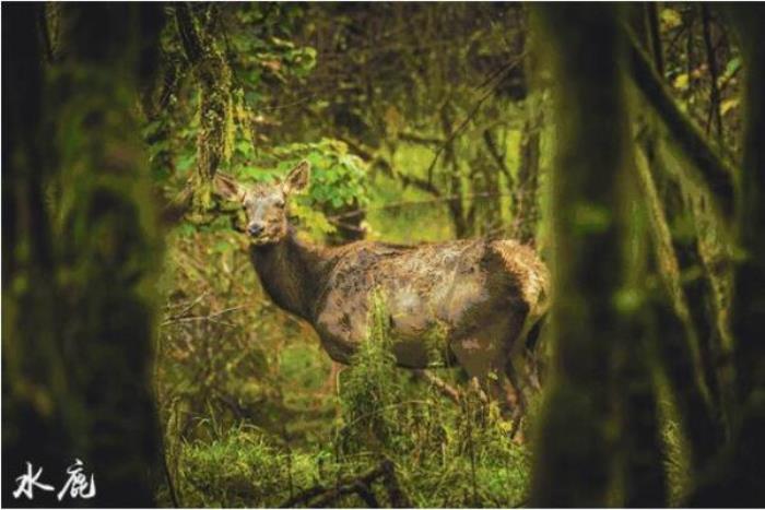 雅安二郎山喇叭河 雅安二郎山喇叭河