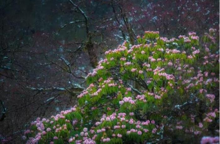 雅安二郎山喇叭河 雅安二郎山喇叭河