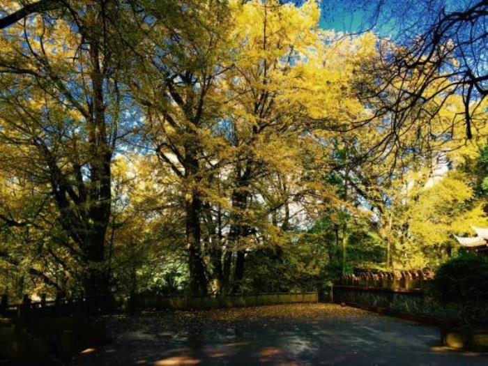 雅安蒙顶山 雅安蒙顶山