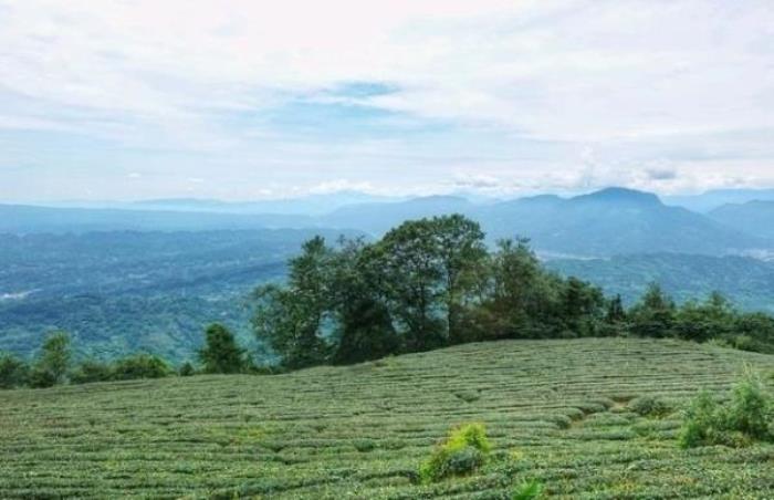 雅安蒙顶山 雅安蒙顶山
