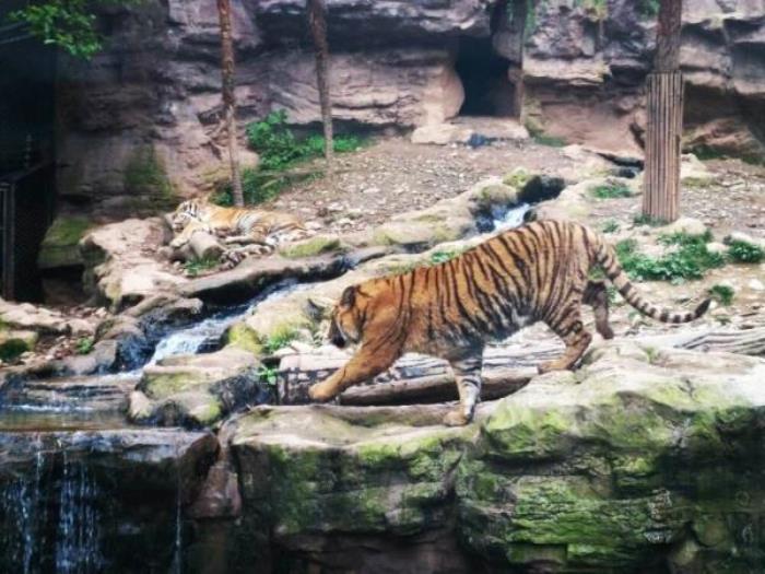 碧峰峡野生动物园 碧峰峡野生动物园