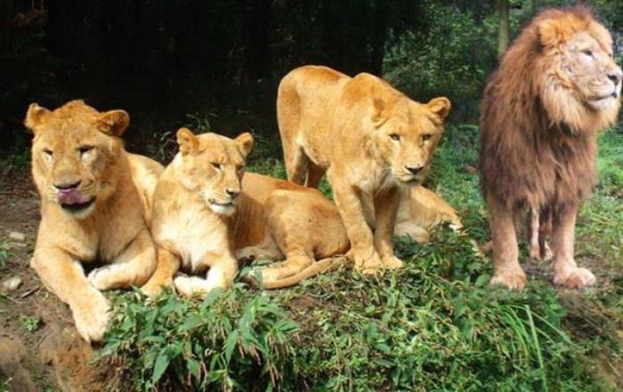 碧峰峡野生动物园 碧峰峡野生动物园