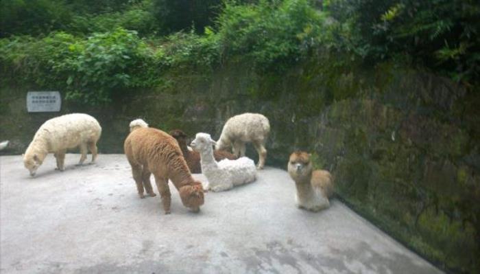 碧峰峡野生动物园 碧峰峡野生动物园