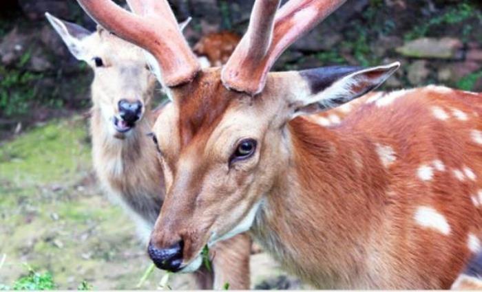 碧峰峡野生动物园 碧峰峡野生动物园