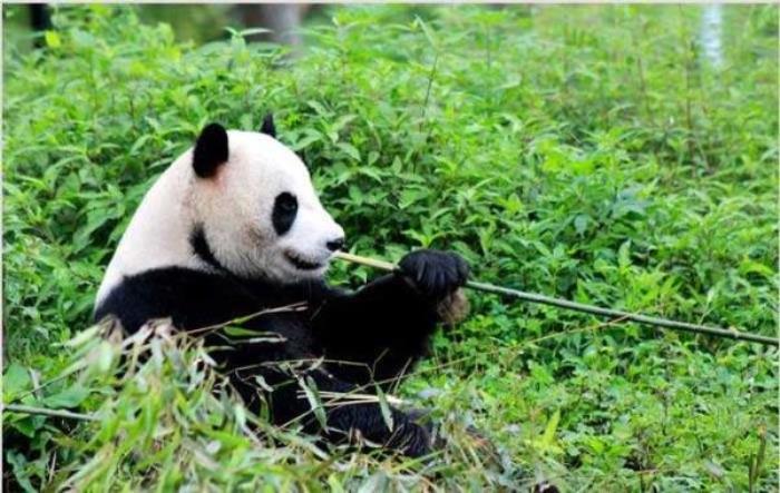 碧峰峡野生动物园 碧峰峡野生动物园