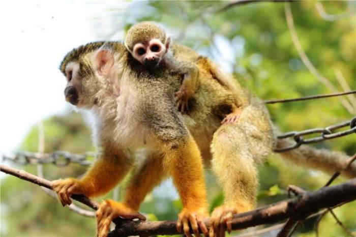 碧峰峡野生动物园 碧峰峡野生动物园