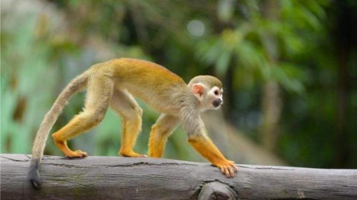 碧峰峡野生动物园 碧峰峡野生动物园