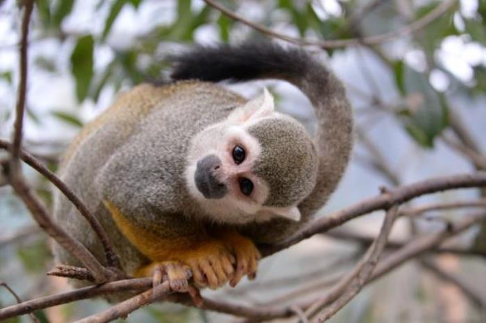 碧峰峡野生动物园 碧峰峡野生动物园