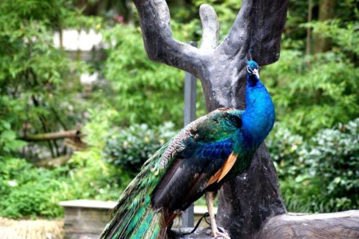 碧峰峡野生动物园 碧峰峡野生动物园