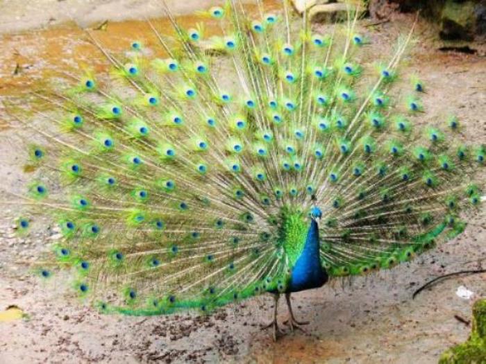 碧峰峡野生动物园 碧峰峡野生动物园