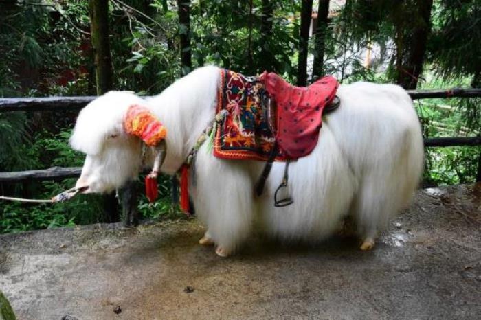 碧峰峡野生动物园 碧峰峡野生动物园