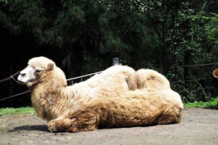 碧峰峡野生动物园 碧峰峡野生动物园