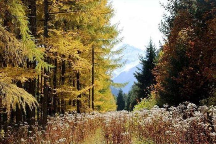 乌苏佛山国家森林公园 乌苏佛山国家森林公园