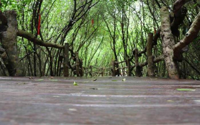澄迈-富力红树湾湿地公园 澄迈-富力红树湾湿地公园