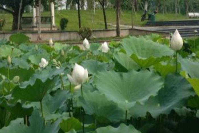 玫瑰湖公园 玫瑰湖公园