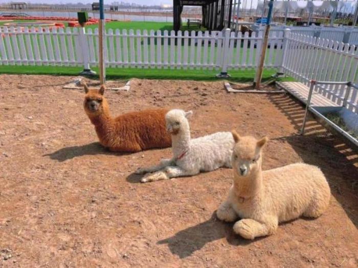 银川阅海滑草场 银川阅海滑草场