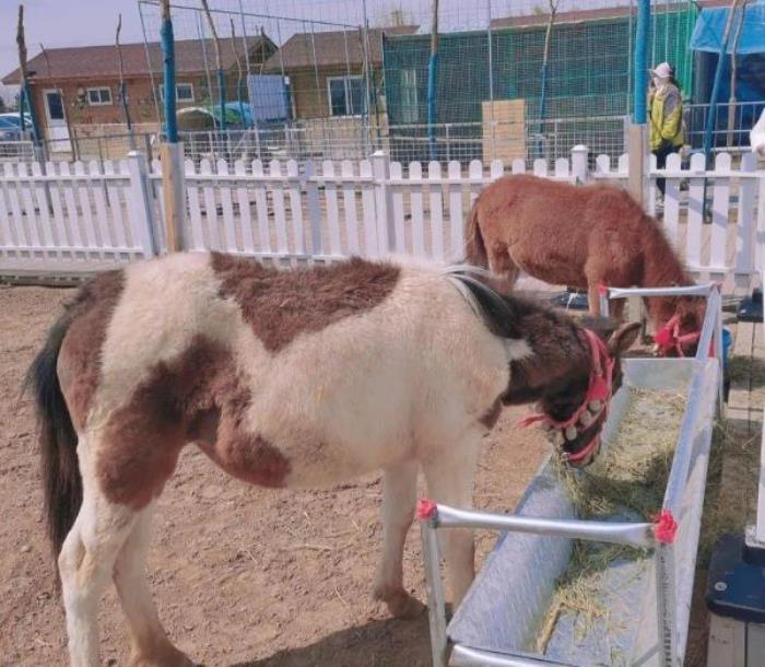 银川阅海滑草场 银川阅海滑草场