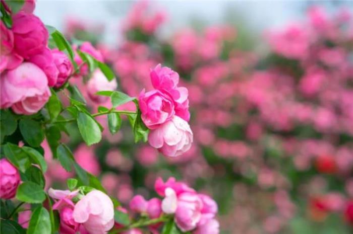 咸宁蜜月湾玫瑰园 咸宁蜜月湾玫瑰园