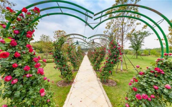咸宁蜜月湾玫瑰园 咸宁蜜月湾玫瑰园