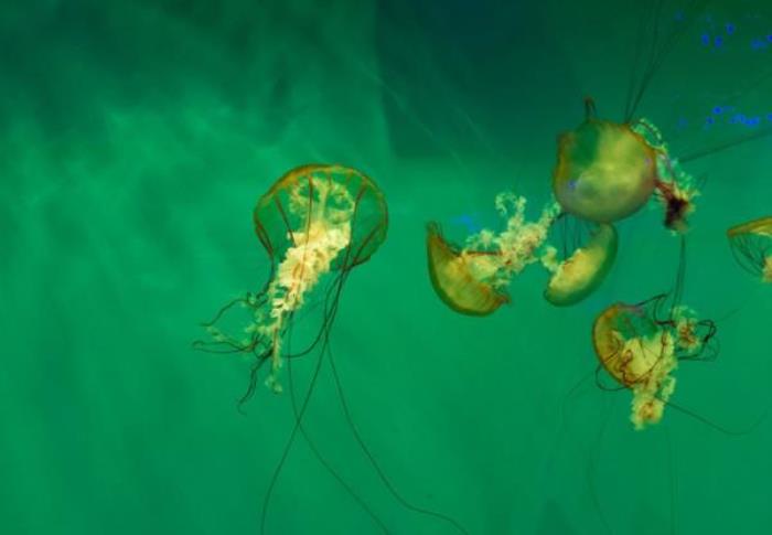 菏泽-三鲨海洋世界 菏泽-三鲨海洋世界