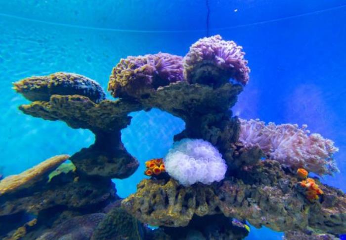 菏泽-三鲨海洋世界 菏泽-三鲨海洋世界