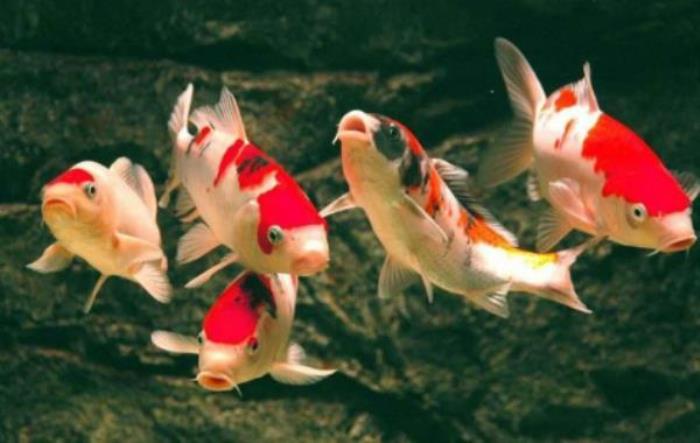 菏泽-三鲨海洋世界 菏泽-三鲨海洋世界