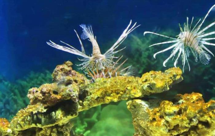 菏泽-三鲨海洋世界 菏泽-三鲨海洋世界