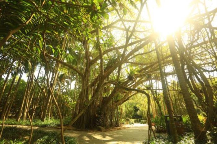 万宁-兴隆热带植物园 万宁-兴隆热带植物园