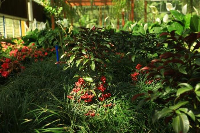 万宁-兴隆热带植物园 万宁-兴隆热带植物园