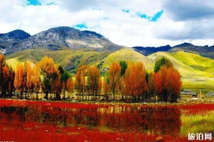 桑堆红草地 桑堆红草地