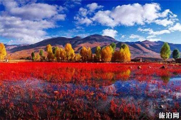 桑堆红草地 桑堆红草地