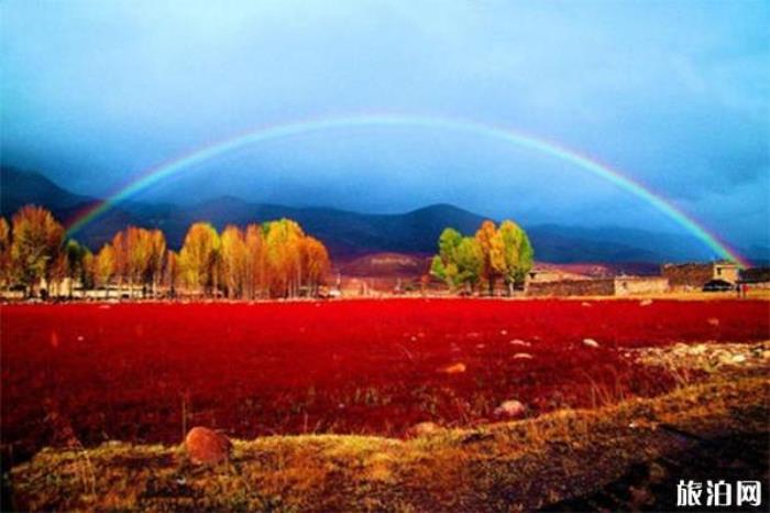 桑堆红草地 桑堆红草地