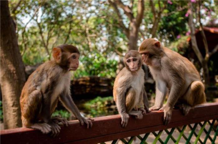 陵水南湾猴岛生态旅游区 陵水南湾猴岛生态旅游区