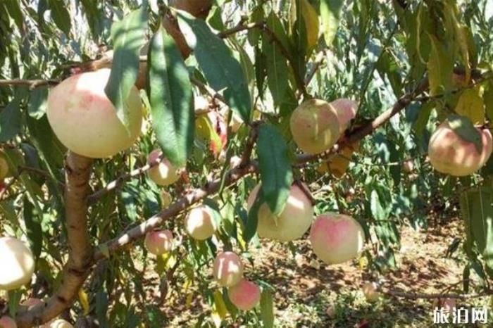 石林万家欢蓝莓庄园 石林万家欢蓝莓庄园