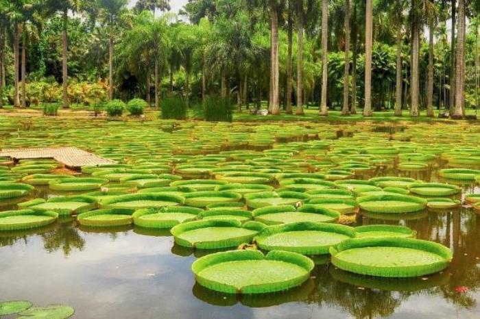 中国科学院西双版纳热带植物园 中国科学院西双版纳热带植物园