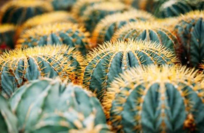 厦门园林植物园 厦门园林植物园