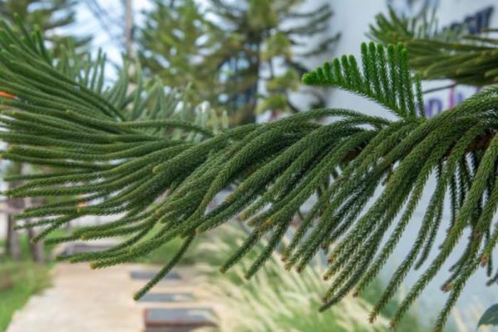 厦门园林植物园 厦门园林植物园